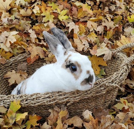 Peachkissx 最高のモデル 写真