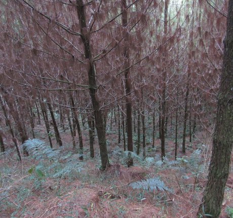 avliequeena ポルノスター ヌード 写真