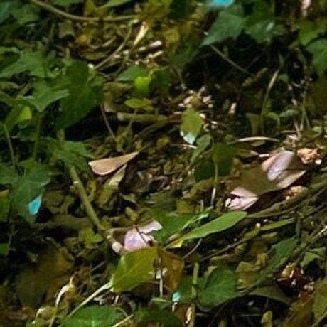 loreemariavip ポルノモデル 画像