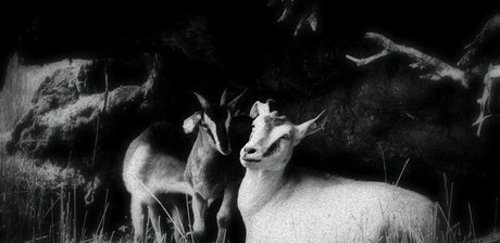 xxxcaligulaxxx ホットスター 写真