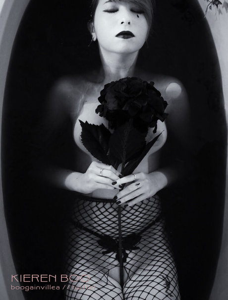 Boogainvillea ポルノスター 画像