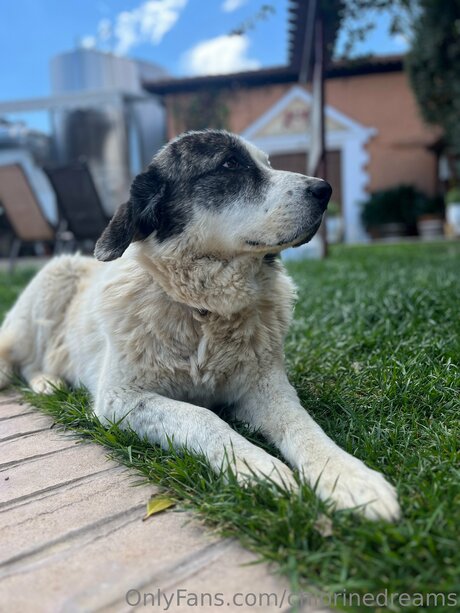 Chlorinedreams トップ女優 ギャラリー