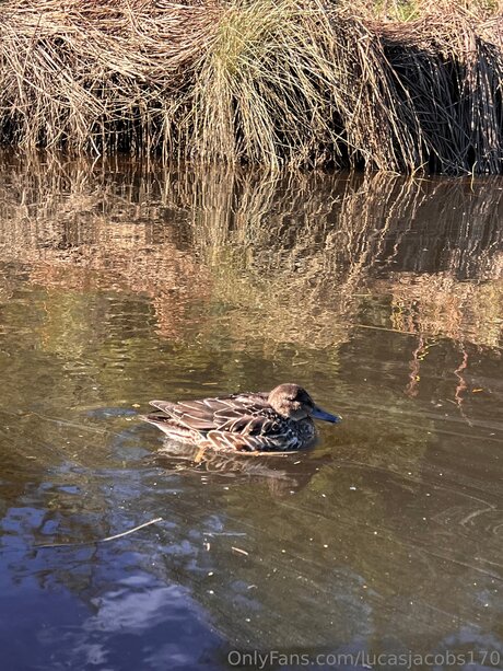 Lucasjacobs170 無料のスター 写真