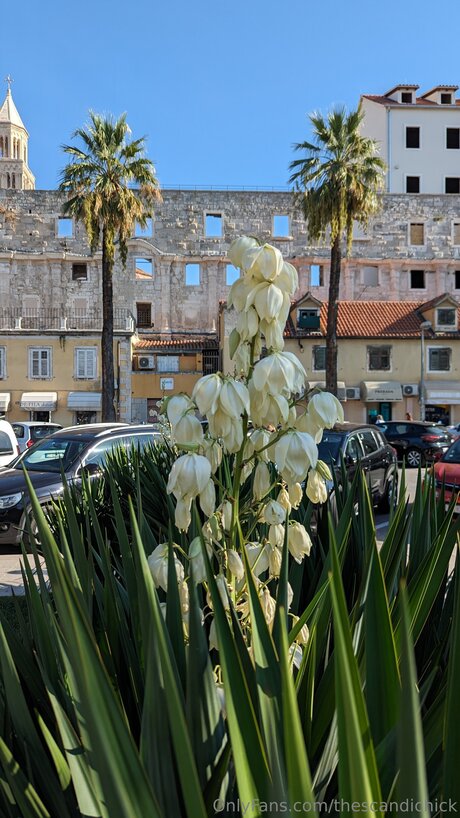 Thescandichick アートスター 写真