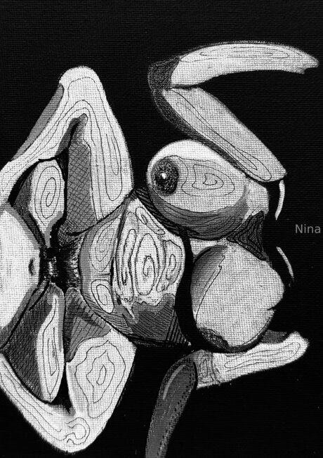 U464958276 高品質スター 写真