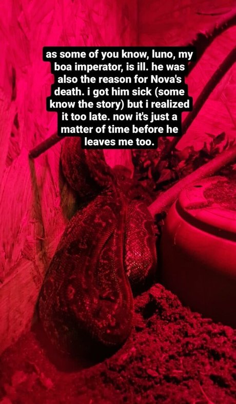 thethreeheadedsnake 高品質モデル 写真