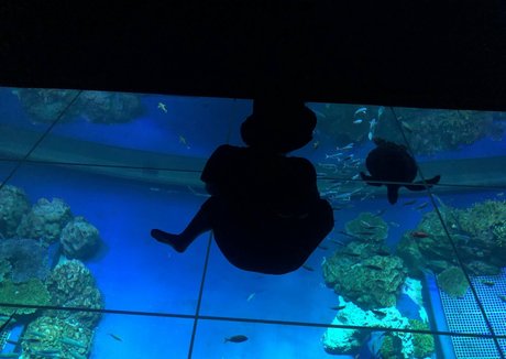 Pchan666 独占スター 写真