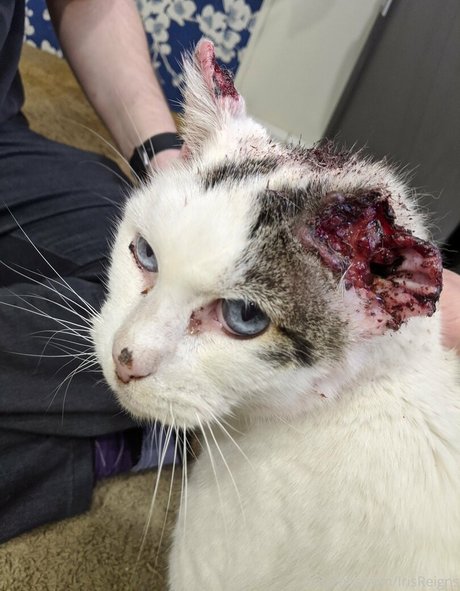 irisreigns ヌードモデル 画像