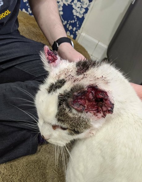 irisreigns HD女優 ギャラリー