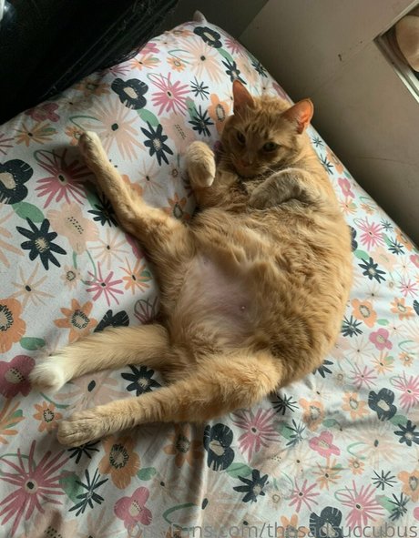 thesadsuccubus 無料モデル 画像