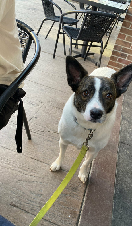 vixenshelbyfree ポルノスター アート 写真