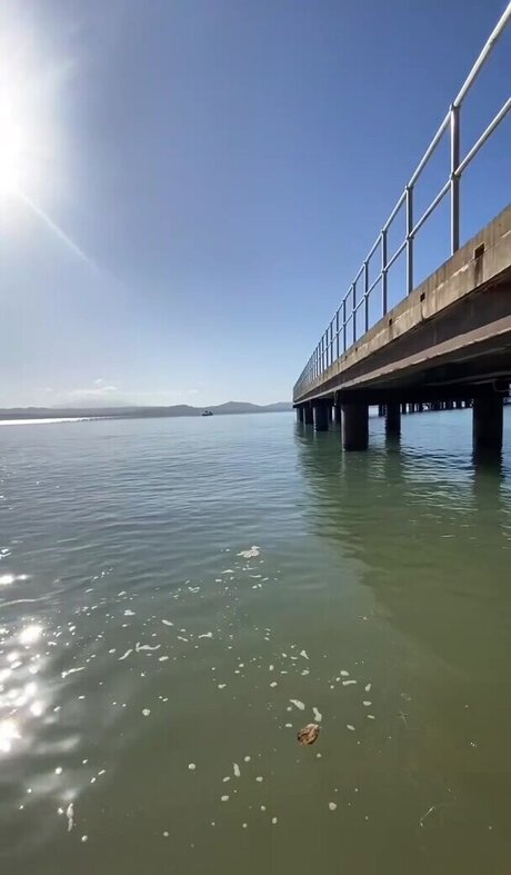 Bridget Williams xxxポルノスター 画像