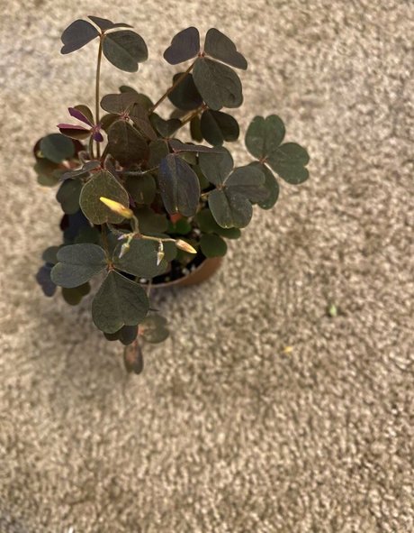 HoneyThorne アダルトスター 画像