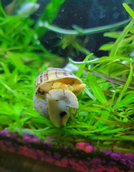 ライブストリーミングOnlyFans 可愛い 写真