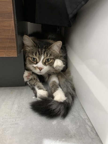 Laur 裸のポルノスター 写真