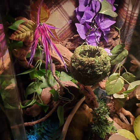 Luscious Lilth 最高のスター 画像