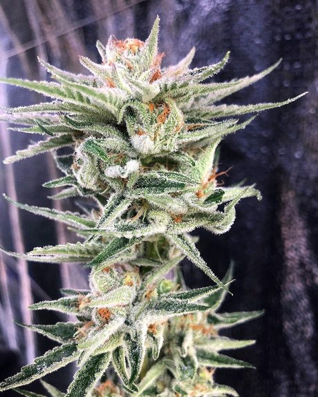 Narlee エロティック女優 画像