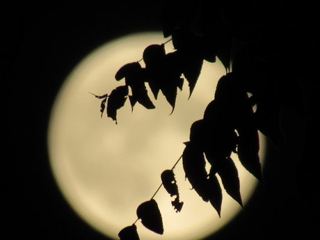 Peachy Blueberry ヌード女優 写真