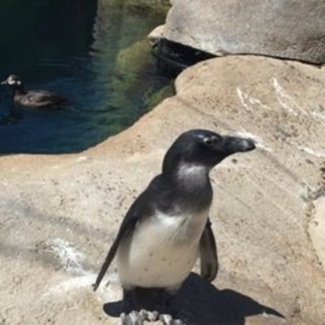 whosthere HDポルノスター 写真