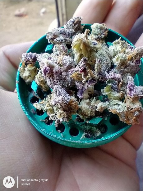 PimpinaintEz ポルノスター 画像