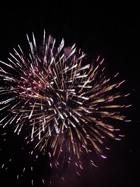 gerbil アートスター 写真