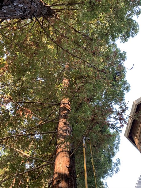 Elonbust トップモデル 画像