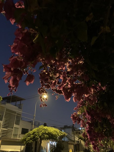 Amm ポルノスター 可愛い 写真