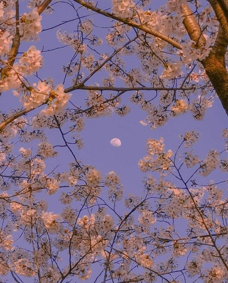 bambi ポルノスター xxx 写真