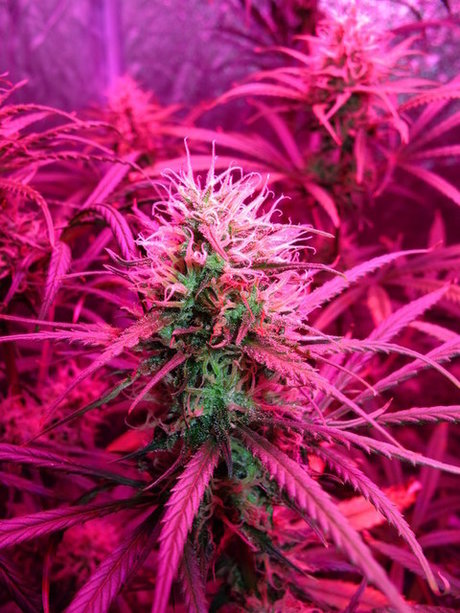 Velaris セックスモデル 写真