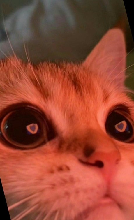 Melani Pineda かわいいモデル 写真