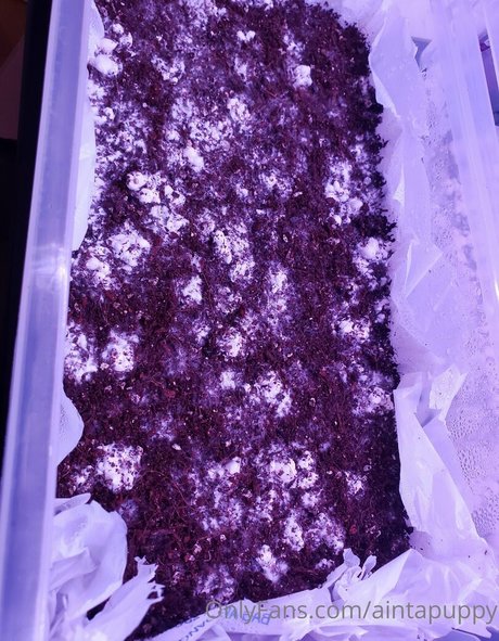 シシーオンリーファンズ セクシー裸 画像