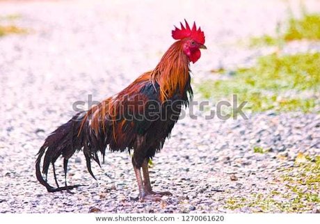 Big Jim xxxモデル 写真