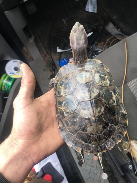 Stev o ポルノスター ヌード 写真