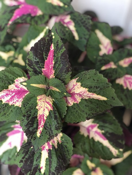 Kait Mint 裸のポルノスター ギャラリー