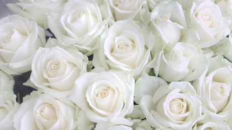 Jessicarose freex かわいいスター 画像