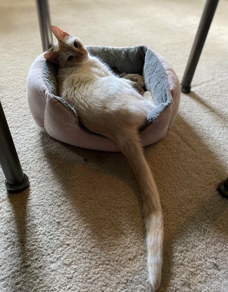 savanahroses 美しい女優 写真