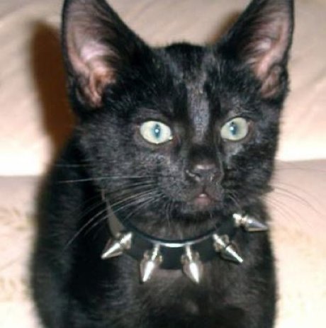 Dumb Baeby アートポルノスター 画像