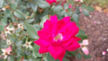 Raivennxi アートスター 写真