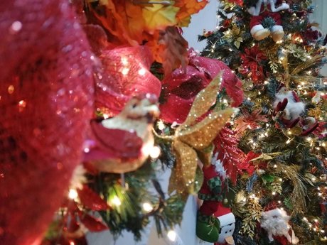 Darling Inoa アートスター 写真