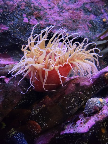 Chaotic Good Himbo ポルノスター 裸 写真