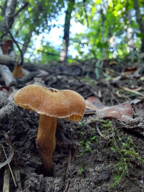 natnats 素敵なスター 写真