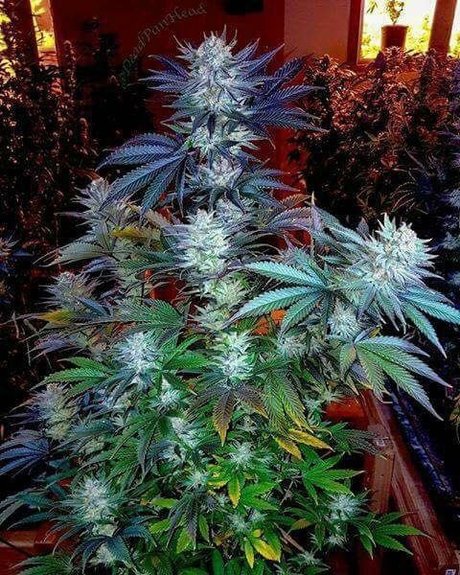 Tmoore33 かわいいモデル 画像