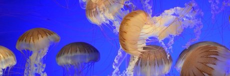 Icarus the Cat God 可愛いモデル 画像