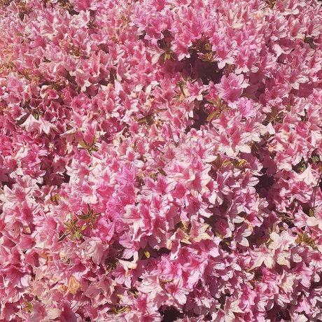 トゥワークオンリーファン 限定 写真