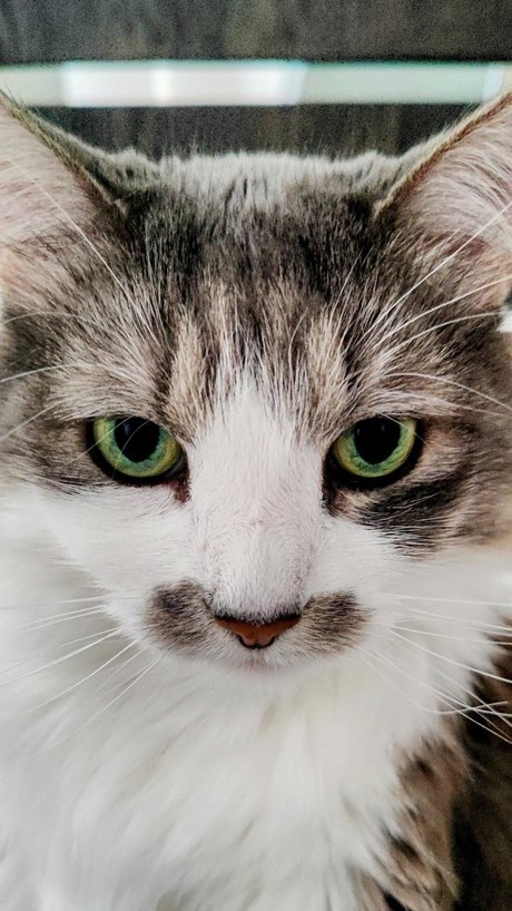 Captain CeCe Cuddles ポルノモデル 写真