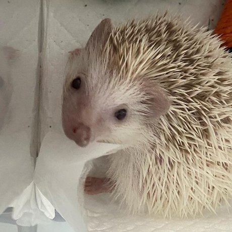 アジアンタトゥー OnlyFans 無料ヌード 写真