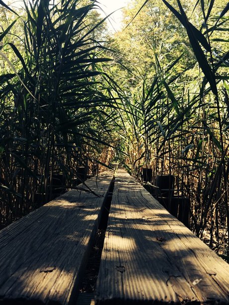 ChocolateThunder 無料スター 画像