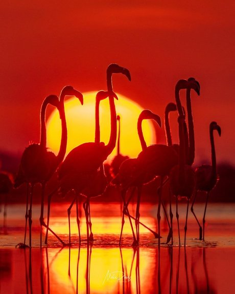 Nike Roses ヌードモデル ギャラリー