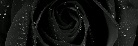 Ni as in Paris 完璧な女優 画像