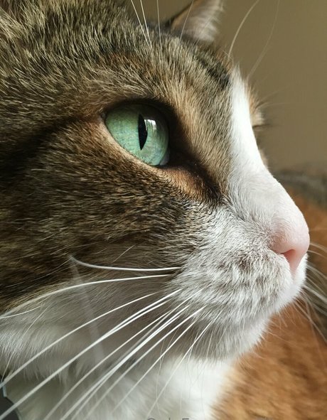 テニスオンリーファン セクシー 画像